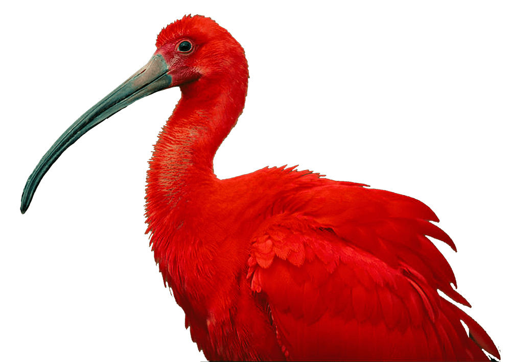 Scarlet Ibis